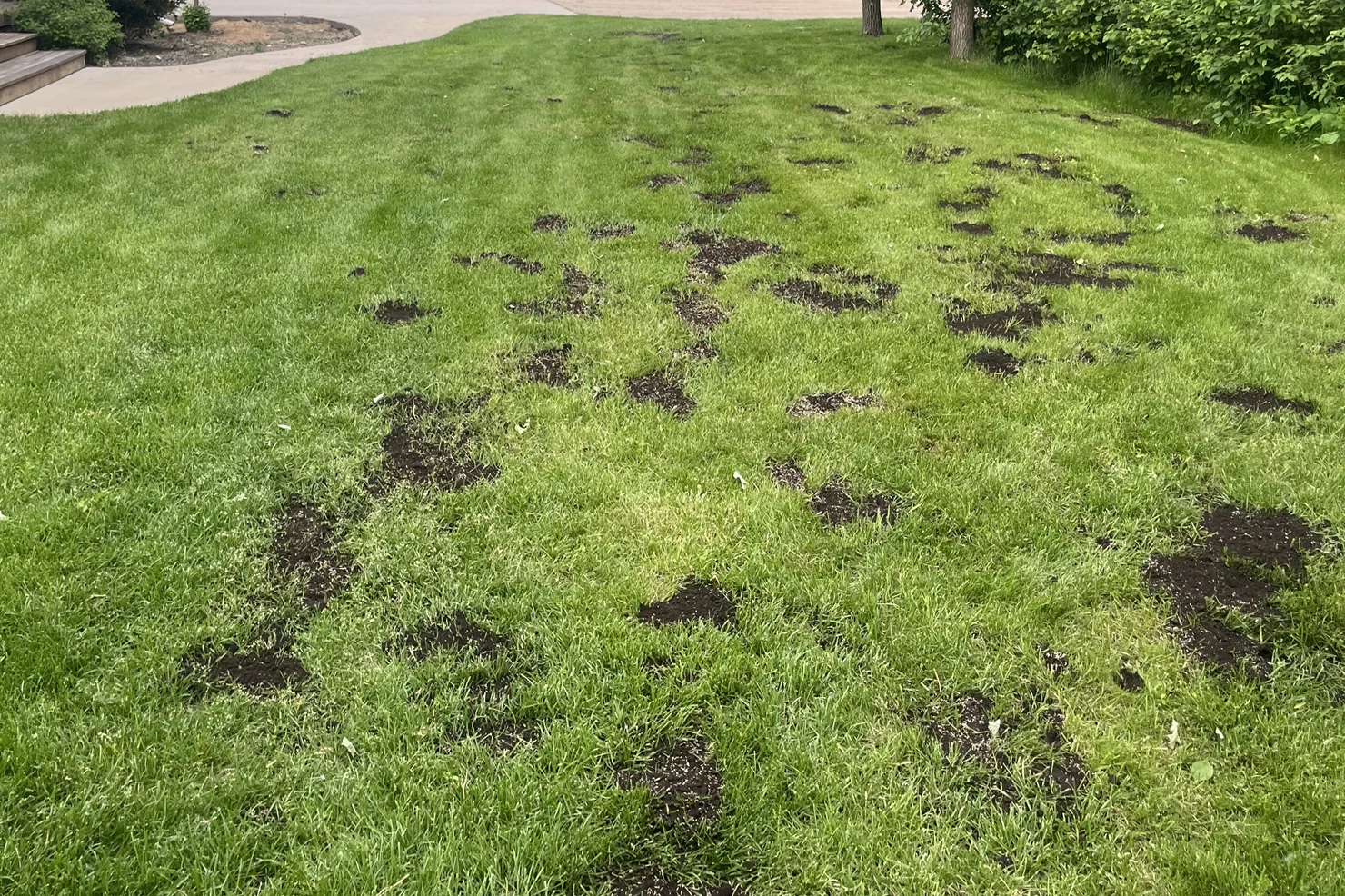 lawn care by Eastman Yard Care